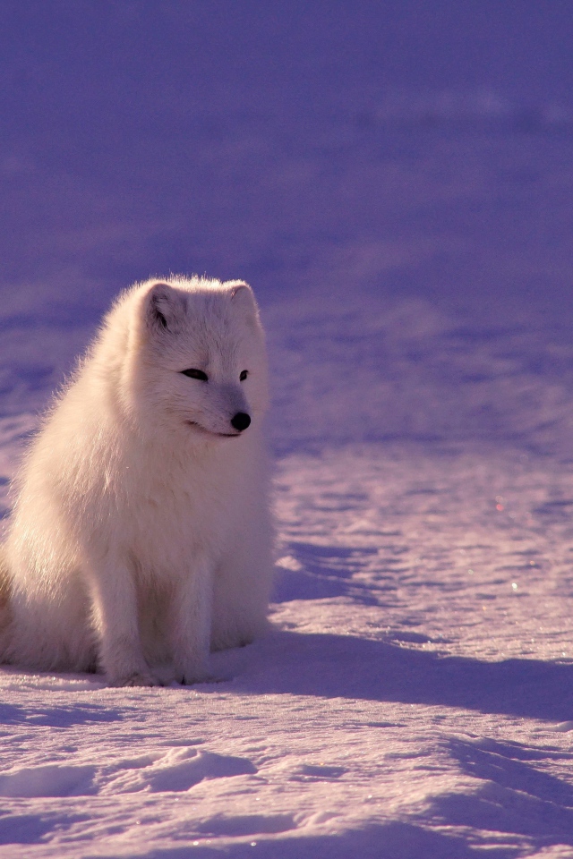 Грустный белый песец на снегу  