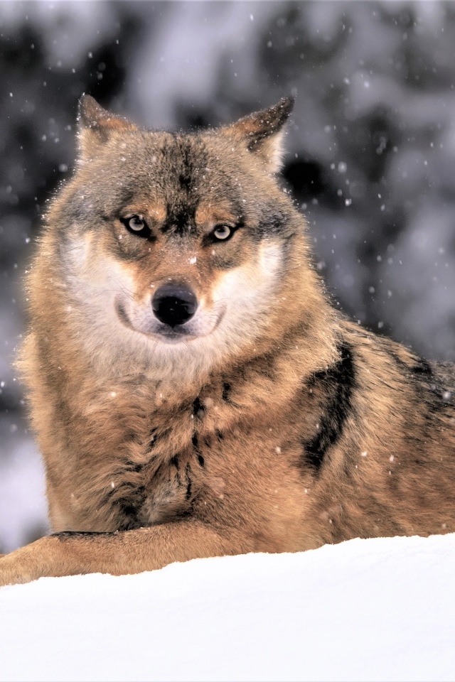 Большой волк лежит на белом снегу