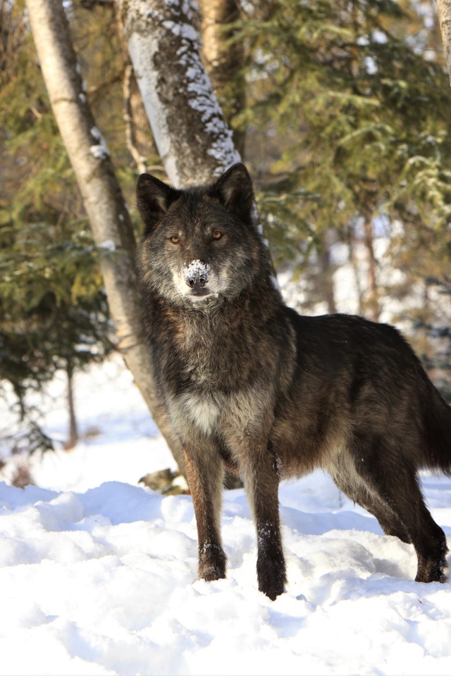 The wolf stands on the cold white snow in the winter forest