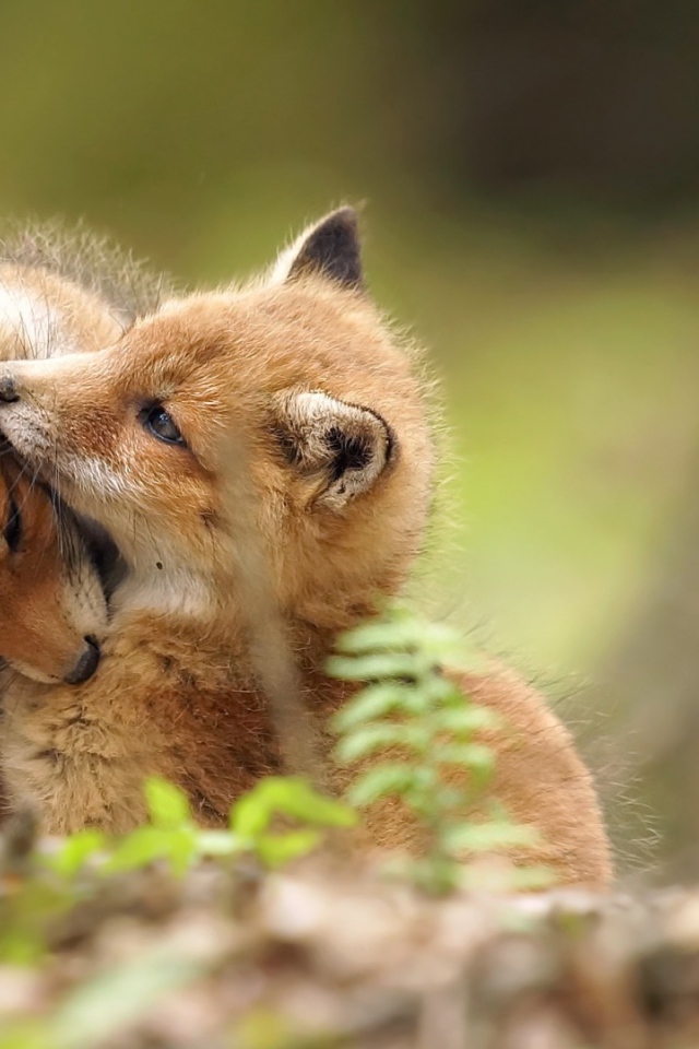 Два забавных играющих лисенка в лесу