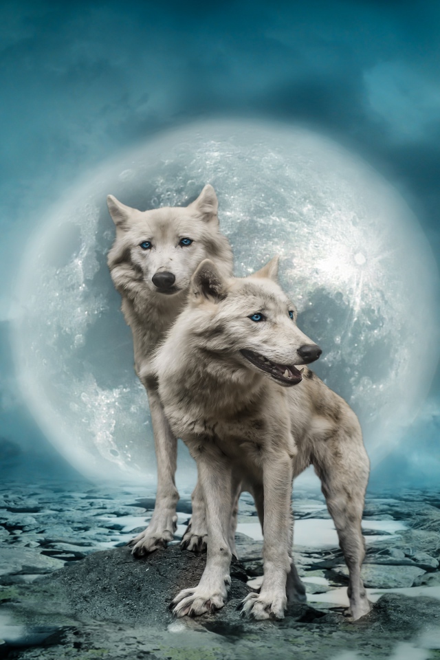 Two white wolves against the background of a big moon in the sky