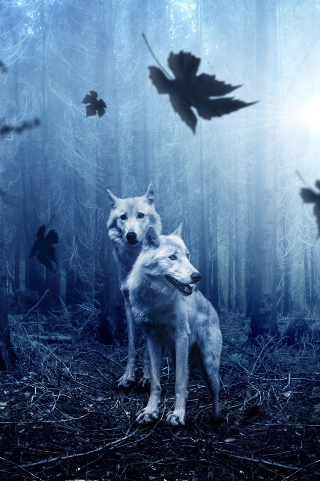 Two wolves in a dark damp forest