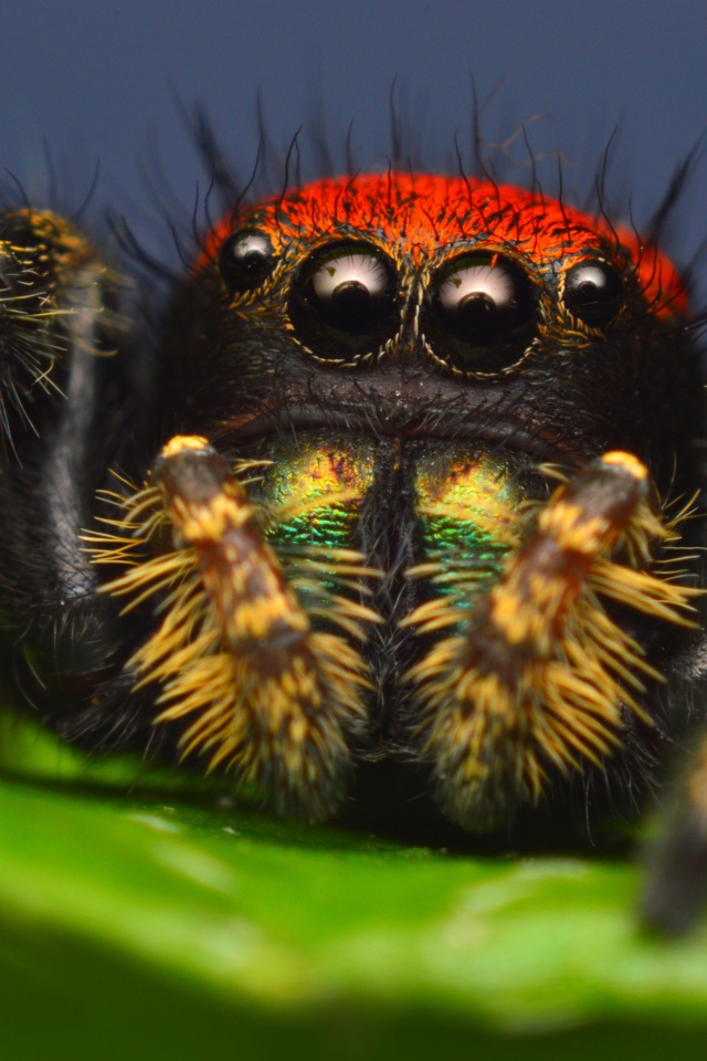 Паук скакун с большими глазами, макросъемка