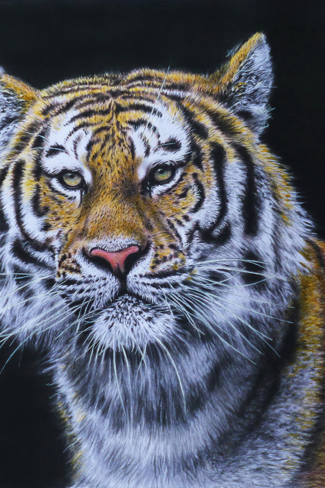 Красивый нарисованный тигр на черном фоне