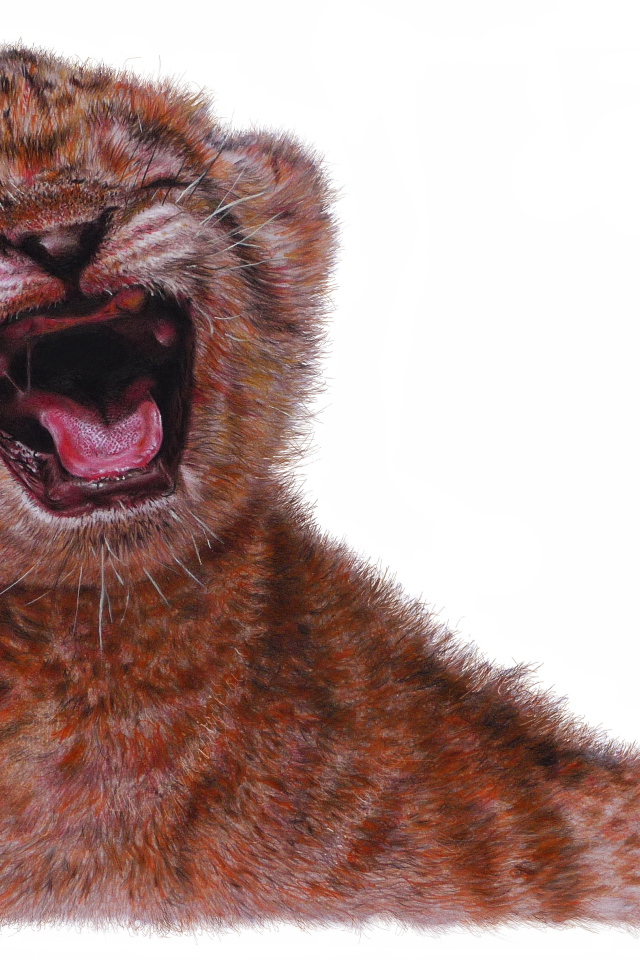 Нарисованный маленький львенок на белом фоне