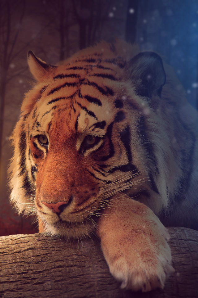 Девушка с фонарем освещает большого тигра