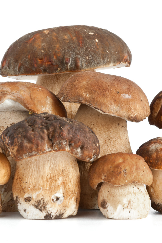 Много грибов на белом фоне крупным планом