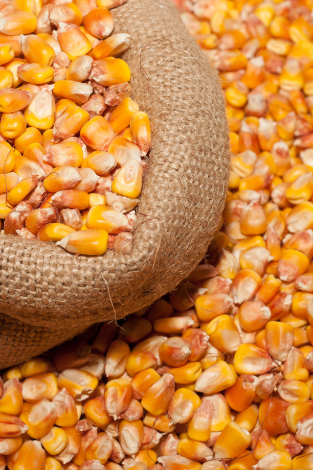 Кукурузные зерна в мешке крупным планом