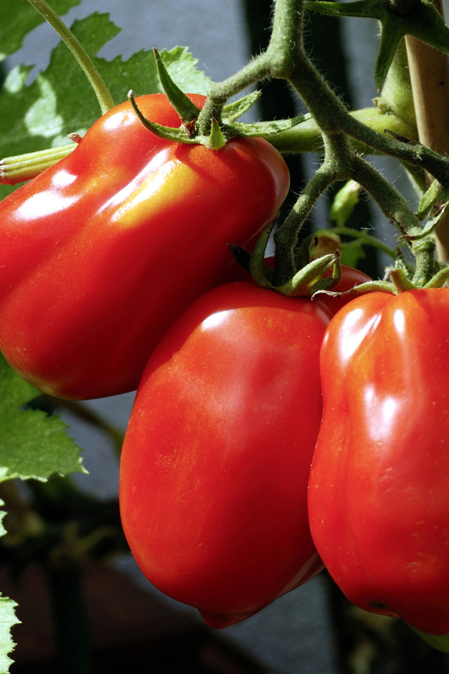 Три красных свежих помидора на грядке крупным планом