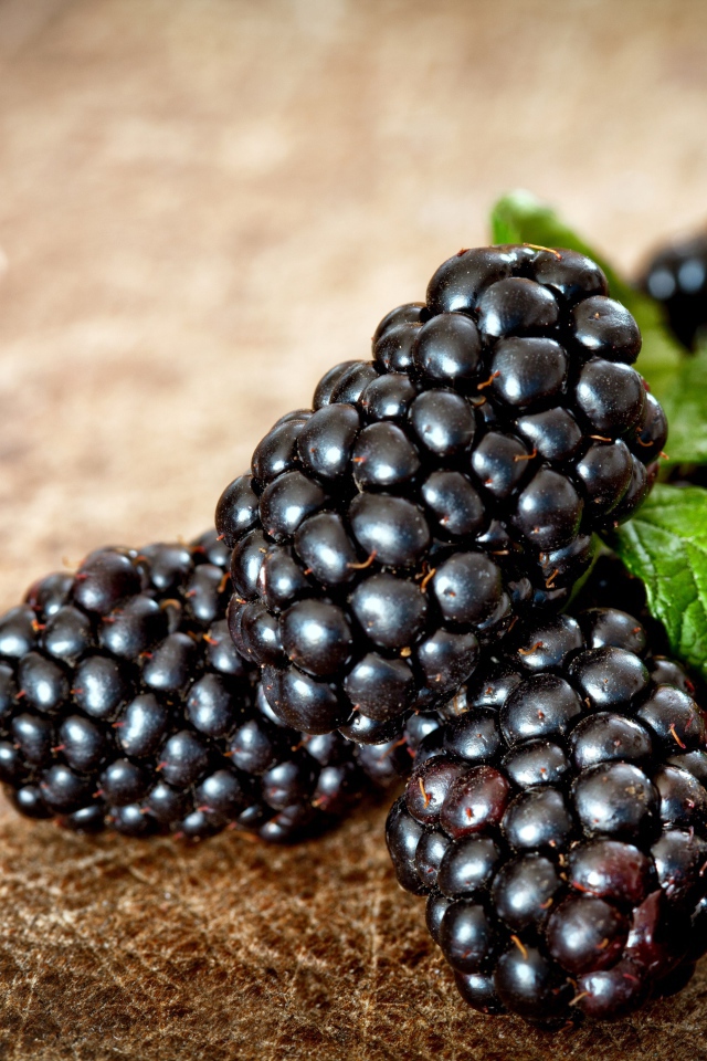 Аппетитные ягоды свежей ежевики