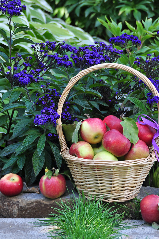 Яблоки в корзине рядом с синими садовыми цветами