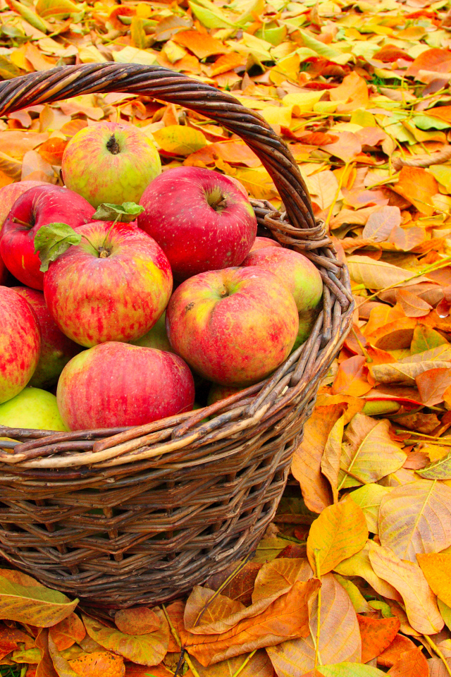 Корзина красивых красных яблок стоит на желтой опавшей листве осенью