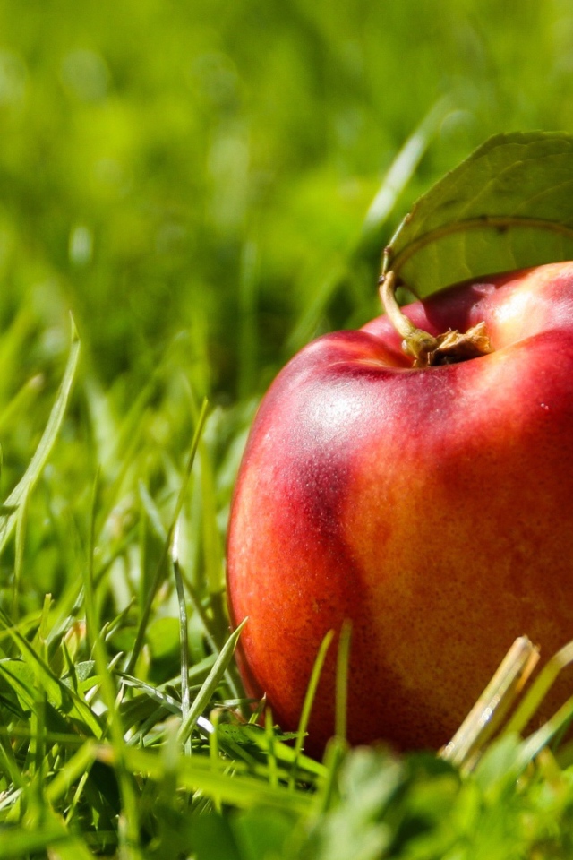 Большой красный нектарин в зеленой траве 