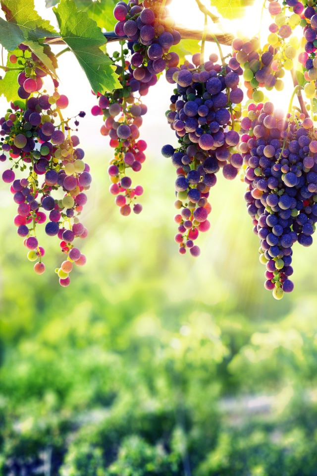 Синий виноград  спеет на солнце