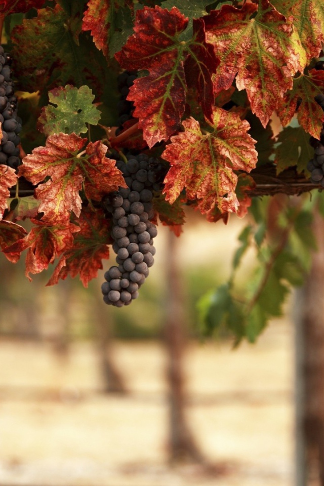 Гроздья синего винограда в желтых листьях 