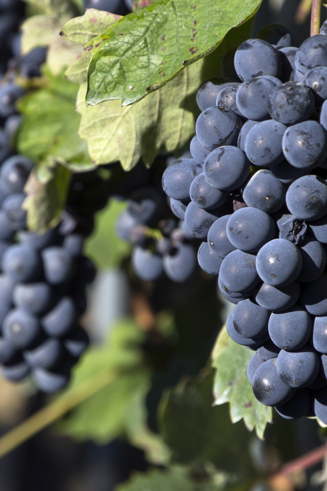 Гроздья спелого синего винограда 