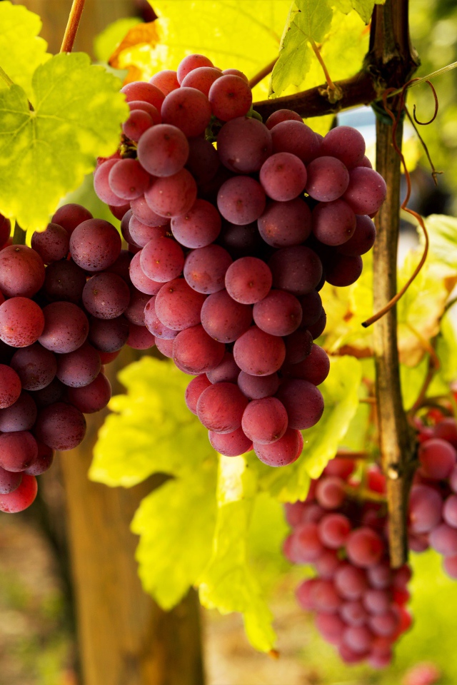 Большие гроздья розового винограда в зеленой листве