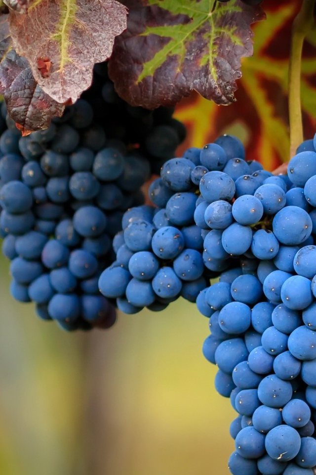 Большие гроздья спелого синего винограда 