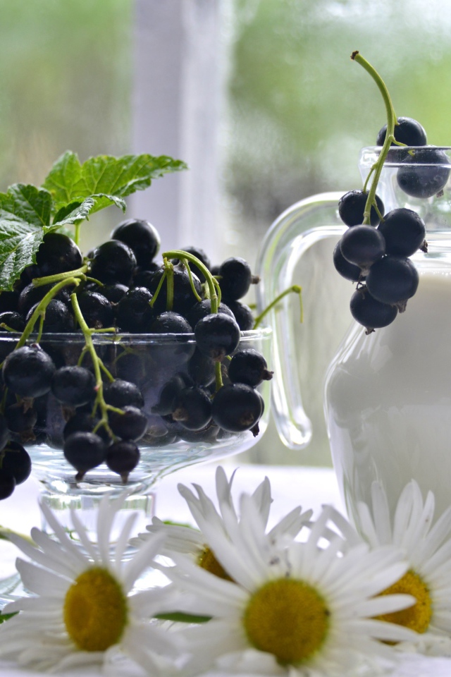 Молоко в стеклянном кувшине на столе со смородиной и ромашками 