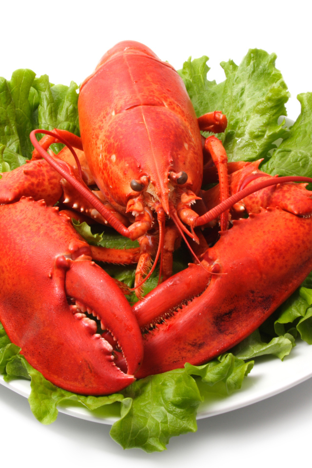 Вареный омар на тарелке с листьями салата на белом фоне