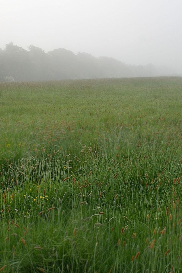 Мопс в костюме Гендальфа в зеленой траве 