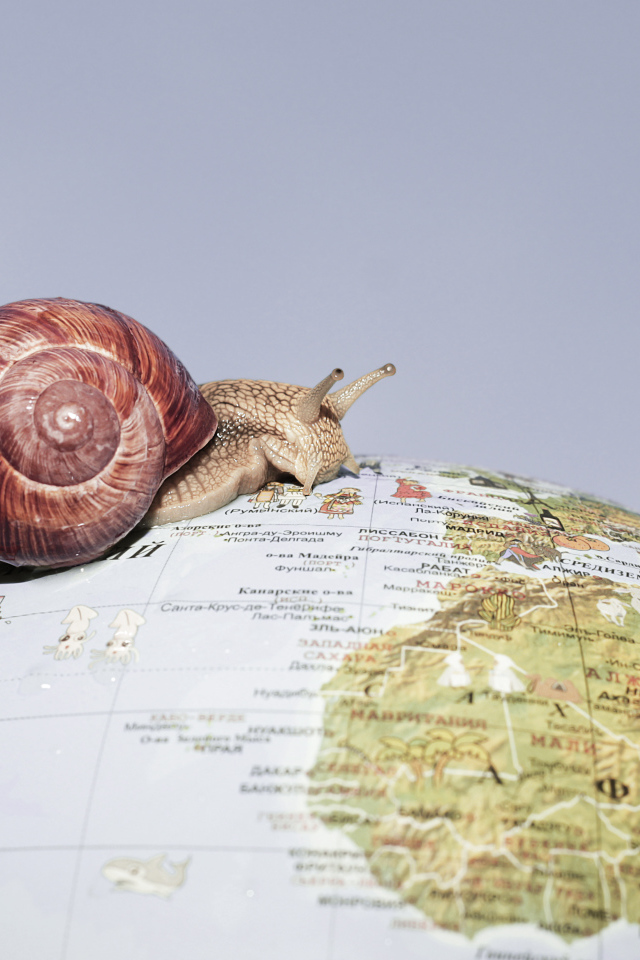 The snail crawls along the globe on a gray background
