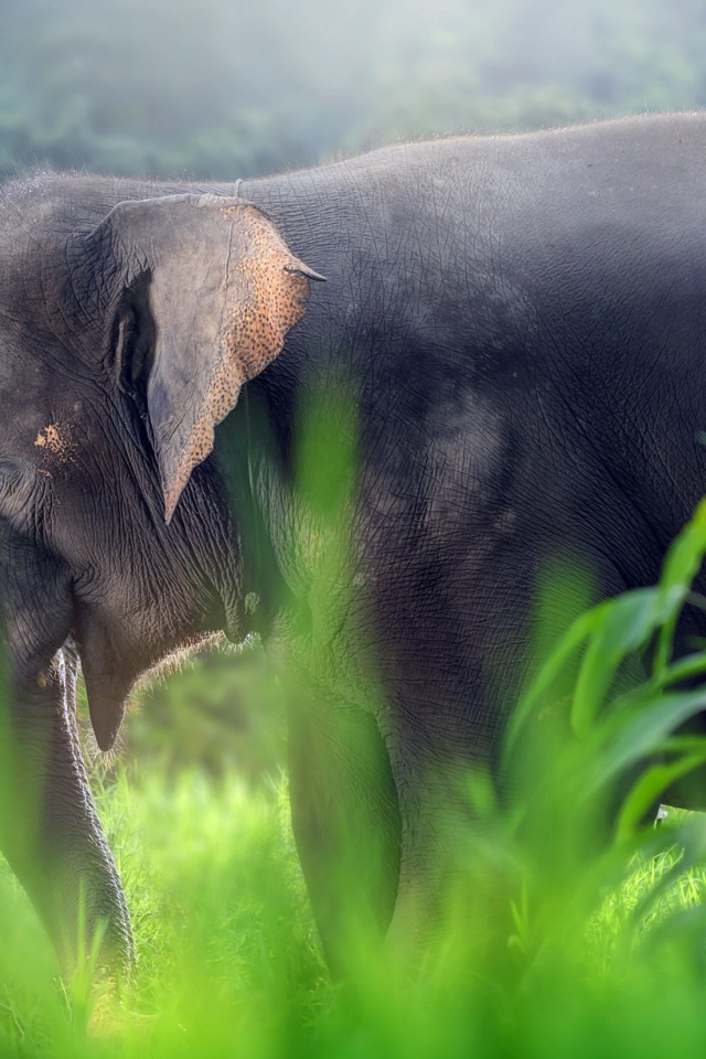 Девушка азиатка в красивом костюме с большим серым слоном