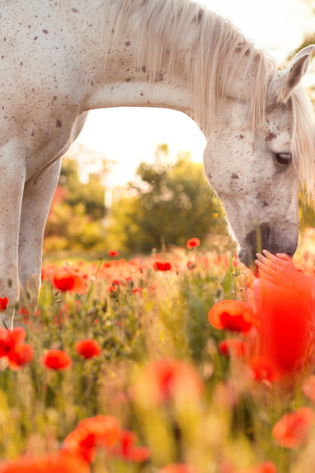 Красивая молодая девушка с лошадью на поле покрытом красными маками