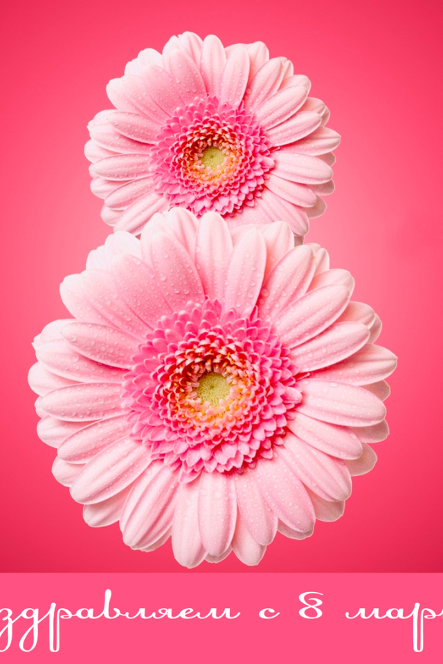 Восьмерка из гербер на 8 Марта