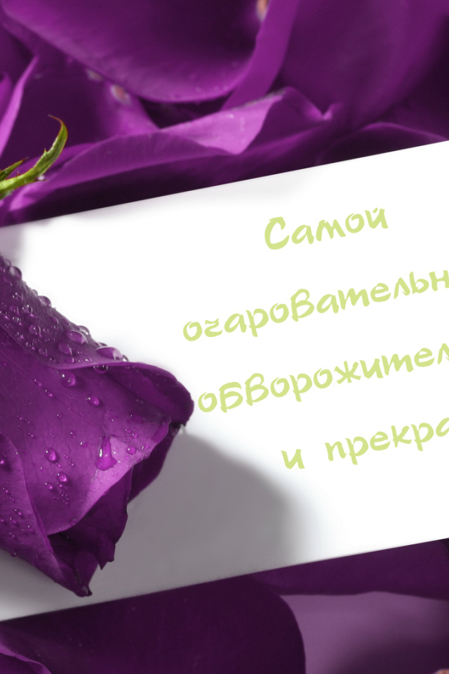 Сиреневая роза любимой девушке на 8 марта