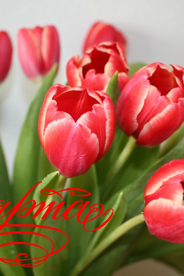 Букет тюльпанов для любимой на 8 марта