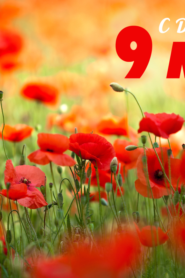 Открытка с полевыми маками на 9 мая  