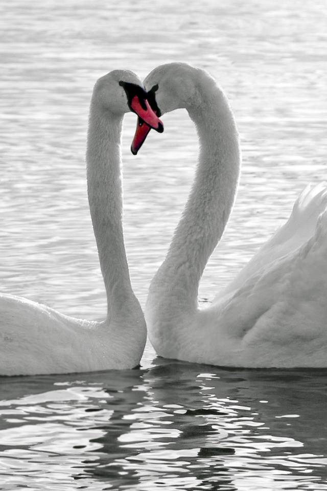 Влюбленная пара белых лебедей 