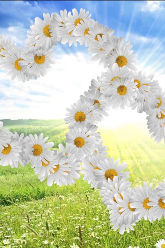 Красивые сердечки из белых ромашек 