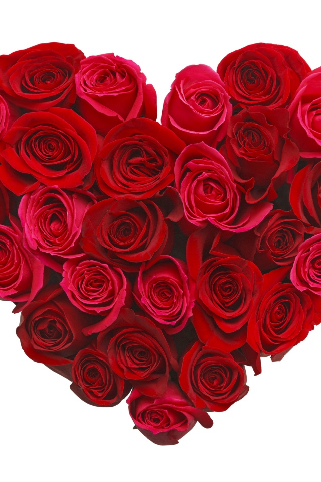 Сердце из красивых красных роз на белом фоне