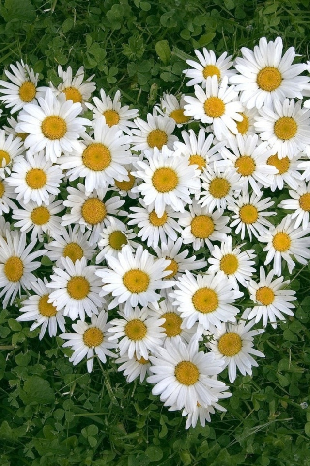 Сердце из белых цветов ромашки на зеленой траве