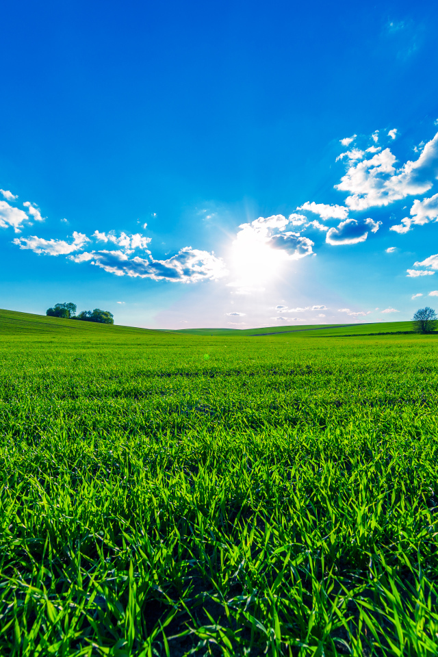 Зеленое поле под ярким солнцем в красивом голубом небе