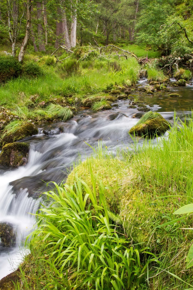Сиреневый цветок растет на берегу у лесного ручья