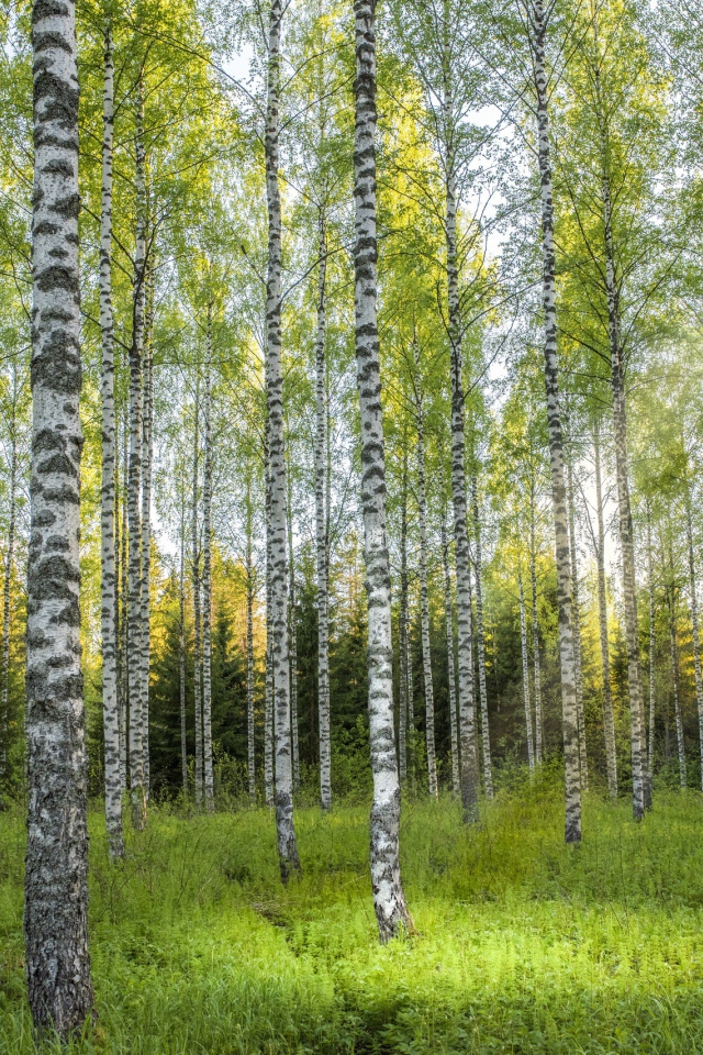 Красивые березы в березовой роще 