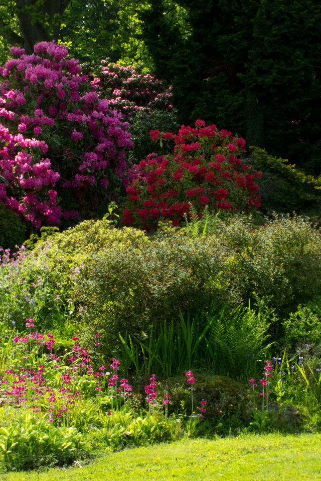 Красивые цветущие кусты роз в парке 