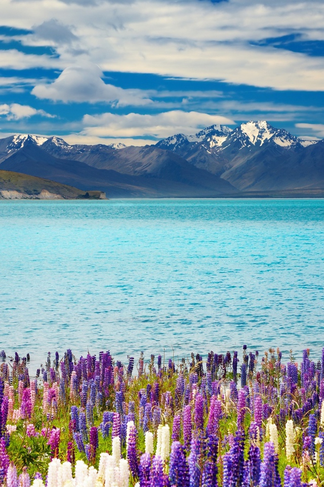 Красивые цветы на берегу озера Текапо на фоне гор, Новая Зеландия