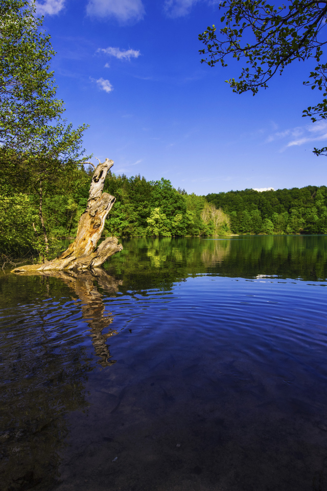 Красивая природа у озера в солнечный день