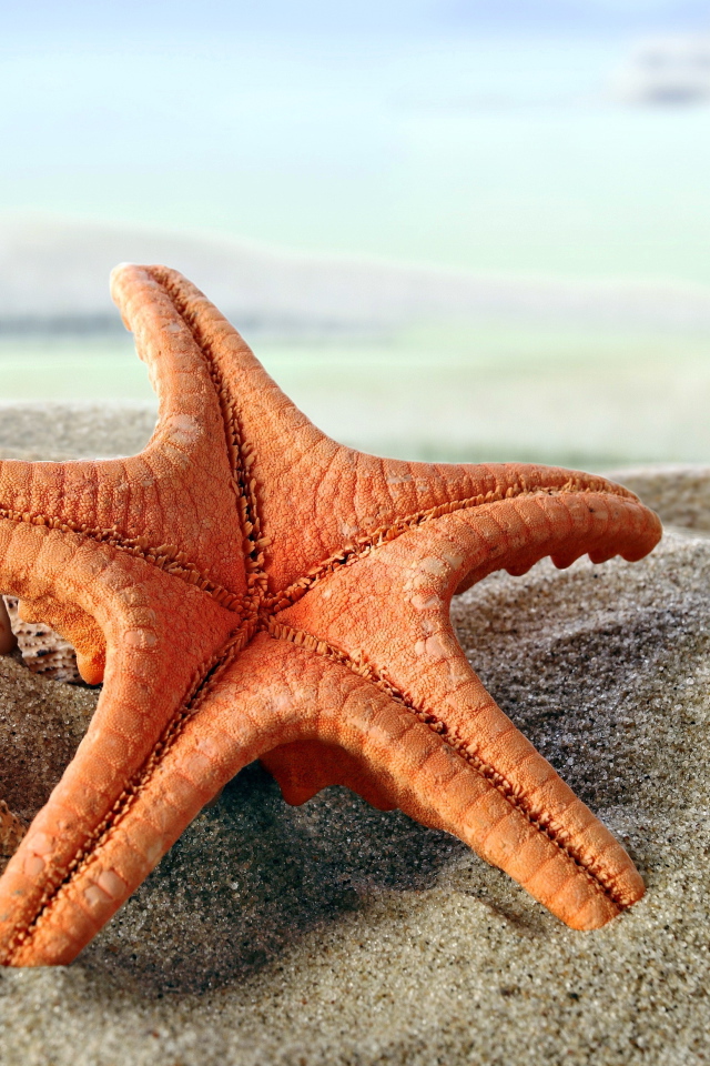 Beautiful starfish and seashells on sand