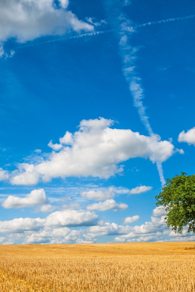 Голубое небо с белыми облаками над полем пшеницы