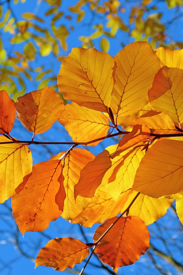 Ветка с желтыми листьями под голубым осенним небом