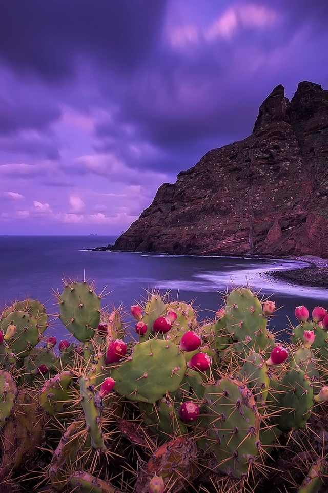 Кактусы на побережье на фоне красивого фиолетового неба