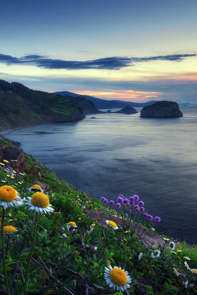 Ромашки на холме у океана 