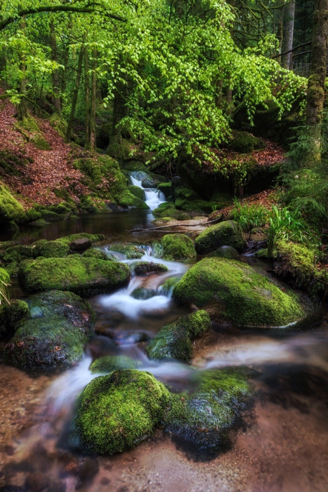 Чистый лесной ручей среди деревьев 