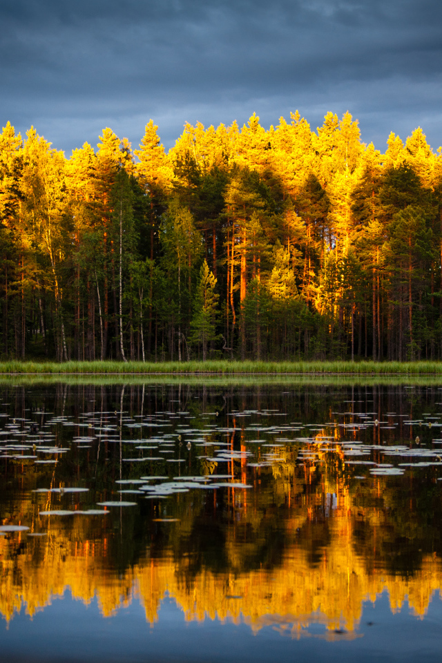 Хвойный лес отражается в чистой воде озера 