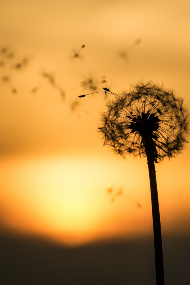 Одуванчик на закате разлетается на ветру 